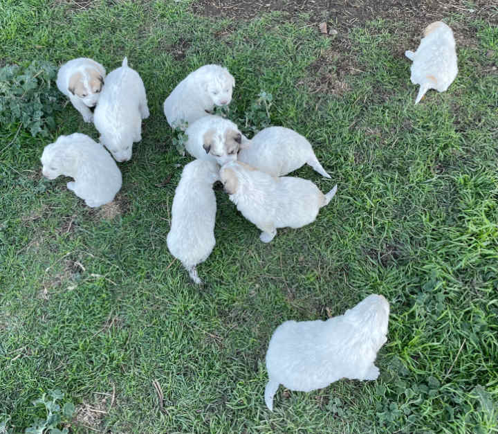 Great Pyrenees Puppies